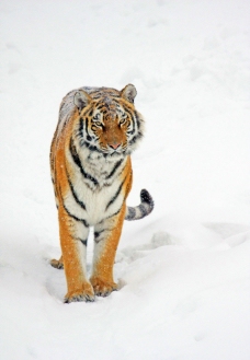 雪地上的老虎图片