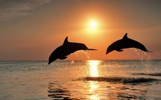 海豚世界海豚的世界