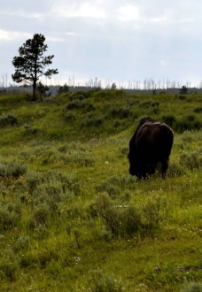 Bison 野牛图片