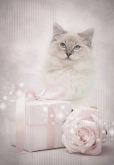 节日可爱猫和玫瑰礼盒图片