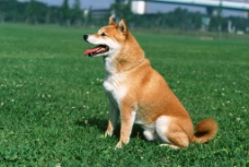 家犬日本柴犬图片