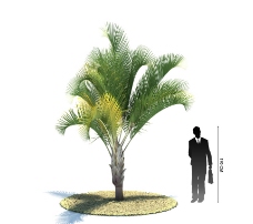 树木精美植物3D模型图片