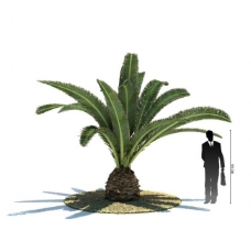 树木3d植物模型图片
