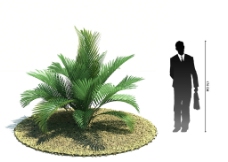 树木3D精美植物模型图片