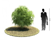 树木3d绿色植物模型图片