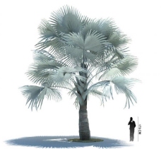 树木3d植物模型图片