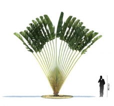 树木精美植物3d模型图片