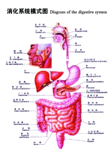 消化系统模式图图片