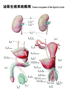 泌尿生殖系统图图片