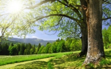 阳光明媚下的山野小路树林图片