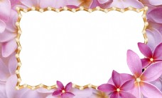 精美相框精美粉色花相框图片