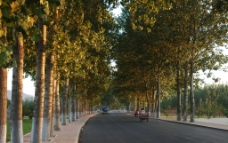 道路 公路 两侧 杨树林图片