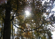 枫叶林中的一缕阳光图片