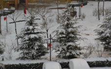 雪后的松树图片