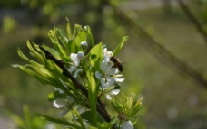 梨花 蜜蜂图片
