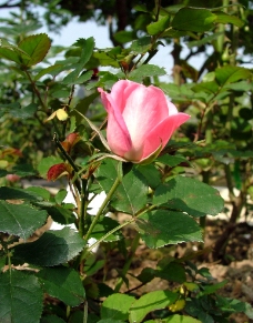 淡粉色玫瑰花图片