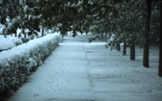 雪路图片