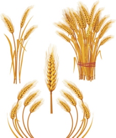 小麦麦穗矢量素材图片