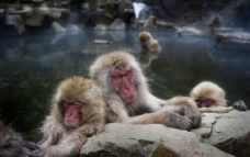 水潭中嬉戏的猴子图片