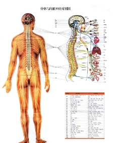 骨骼与内脏神经对照展板图片