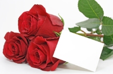 红玫瑰与卡片高清图片素材