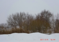 雪地的树图片