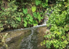 溪水 绿叶图片