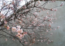 樱桃树一树樱桃花图片