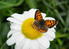 蝴蝶和花草摄影特写图片