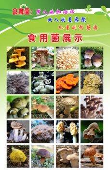 食用菌展示图片